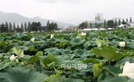 곡성군, 뿌리채소 메카로 발돋움 시동
