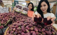 [포토]이마트, “제철 맞은 백년초 드셔보세요~”
