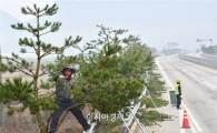 순창군, 장수상징 소나무 가로수 경관조성 