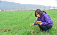 순창군, 농한기 소득작물 맥류 및 사료작물 월동 전 포장관리 홍보