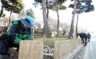[포토]광주시 북구, 가로화단 수목 동해방지 작업 실시