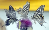 함평군, 2016년 나비축제 프로그램 제안 공모