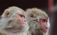 호주 20대男 지카 바이러스,모기 아닌 발리 원숭이에 물려 감염됐다고? 