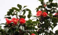 [포토]한파 녹이는 새악시 입술 연상케하는  동백꽃