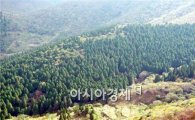 전남도, "고흥 나로도 편백숲" 남도 산림문화자산 지정