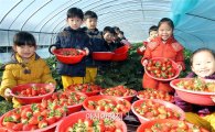 [포토]딸기수확 체험하는 어린이들