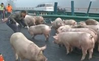 논산서 5개 농가 구제역 추가 확진…돼지 5000마리 매몰 처분 