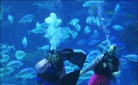 [포토]수중에서 전하는 새해인사