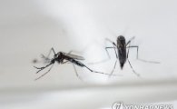 한국 첫 지카 바이러스 환자 발생…지카 바이러스란?