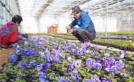 해남군 육묘장 봄꽃 출하 앞두고‘분주’