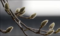 [포토]봄 기운 머금은 목련 몽우리