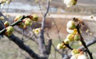 [포토]매화꽃에서 봄 맞이하는  꿀벌