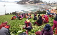 향긋한 봄의 맛…진도 봄동 ‘지금이 제철’