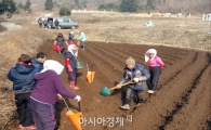 장흥군 안양면, 사랑나눔 감자 심기 ‘구슬땀’