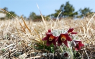 [포토]수줍은 할미꽃 꽃망울 내밀어 