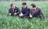 고흥 조생양파 작황상태 양호, 안정적인 시장공급 전망돼