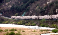 봄바람에 벚꽃 잎이 울려퍼질 곡성으로 오세요