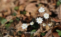 [포토]하얀 속살 노루귀꽃 “봄 맞으러 왔어요”