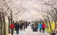 숨어있는 벚꽃명소 금천 벚꽃축제 
