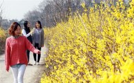 [포토]샛노란 개나리꽃 만개~여심유혹