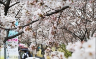 [포토]"벚꽃 보려오세요"