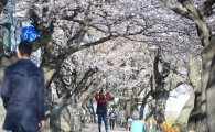 [포토]출근길 발걸음 멈추게 하는 벚꽃 