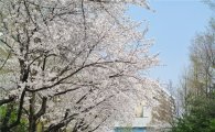 日벚꽃 개화시기 평년과 비슷할 듯…오사카 3월28일