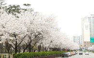 구로구 거리공원에서 벚꽃엔딩 어떠세요?