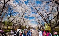 서울어린이대공원, 24일까지 봄꽃 축제 개최