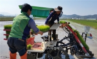 ‘대숲맑은 담양쌀’ 햅쌀 단지 첫 모내기 실시