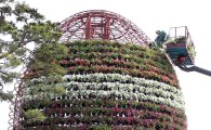 [포토]대형 꽃탑 올리는 함평 나비축제장