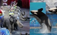 미국 동물학대 논란 거세지자 '동물 쇼' 잇따라 폐지