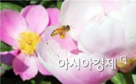 [포토]작약꽃에서 꿀을 따는 벌