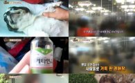 '동물농장'강아지 공장 실태 공개…'끔찍'