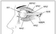 눈피로, 시력저하, 노안, 이것 하나면 끝