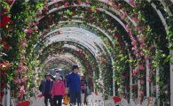 [포토]아름다운 장미향기 터널