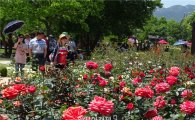 [포토]5월의 꽃, 빨간 장미의 유혹