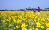 ‘황금물결’ 일렁이는 금계국
