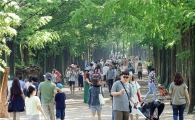 [포토]무더위에 관광객 북적되는  메타세콰이아 가로수길