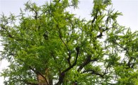 ‘나무 DNA 지문’, 천연기념물 지정 은행나무 보존·관리 활용