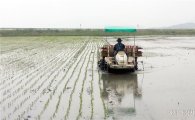 해남군 '뜬섬’108ha 친환경 쌀 재배 본격 시작