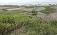 갯줄풀·영국갯끈풀 유해해양생물 지정
