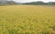 쌀 수확량 420만t…소비량은 불과 315만t