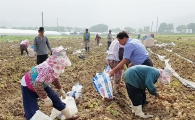 곡성군, 농한기 이용 계약 재배한 가공용 감자 수확 한창