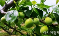 구례군, “매실 제대로 알고 먹기”캠페인 펼쳐