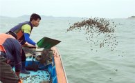 함평군 어업자원 증강 위해 참꼬막 종패 살포