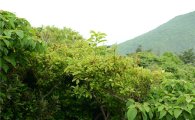여수 거문도에 남방 희귀식물 송양나무 군락