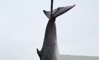 바다의 로또 밍크고래, 지난달에 이어 또다시 혼획