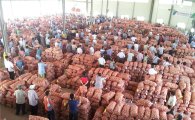 농협 마늘가격 안정 계약재배물량 공급
