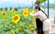 [포토]담양군, 관광지 도로변 해바라기 꽃 ‘만개’